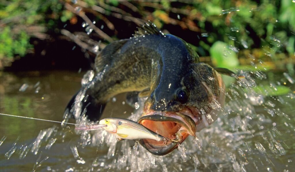 largemouth lake animal nyt